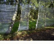 Catching-the-Light-foil-in-a-birch-lane-2003